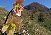 45 Ellebori (Helleborus niger) per il Monte Zucco